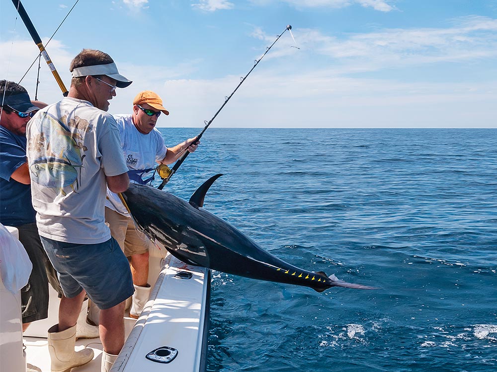 big bluefin tuna catch