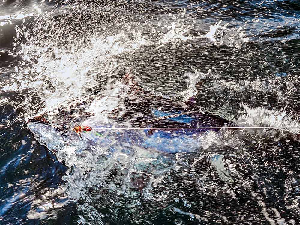 bluefin tuna underwater