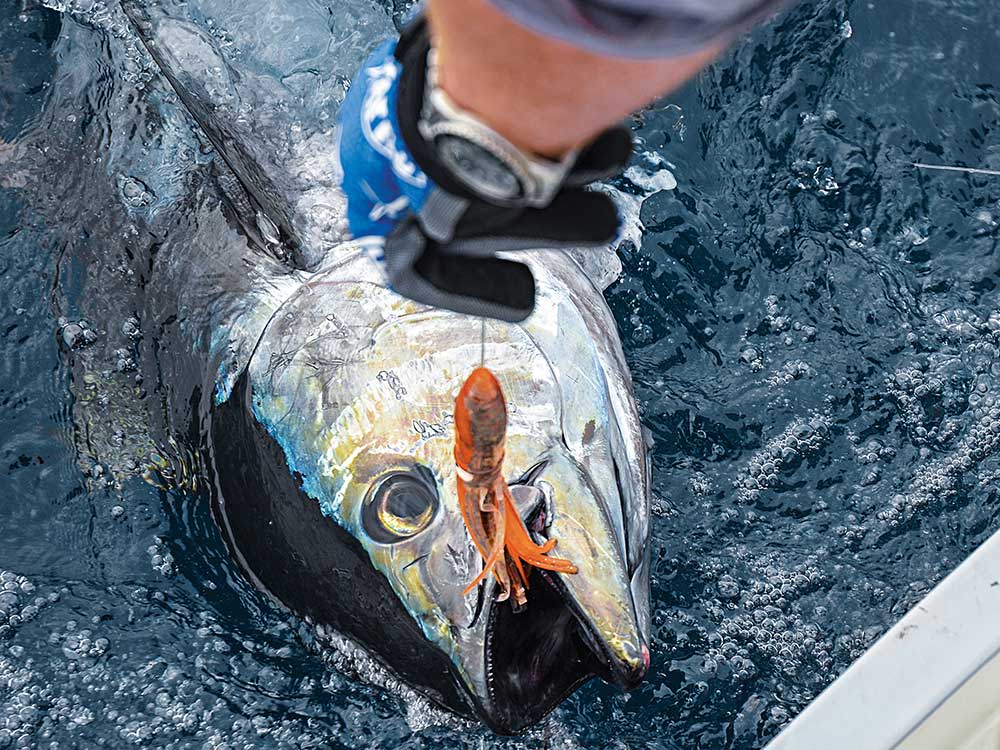 bluefin tuna caught on squid