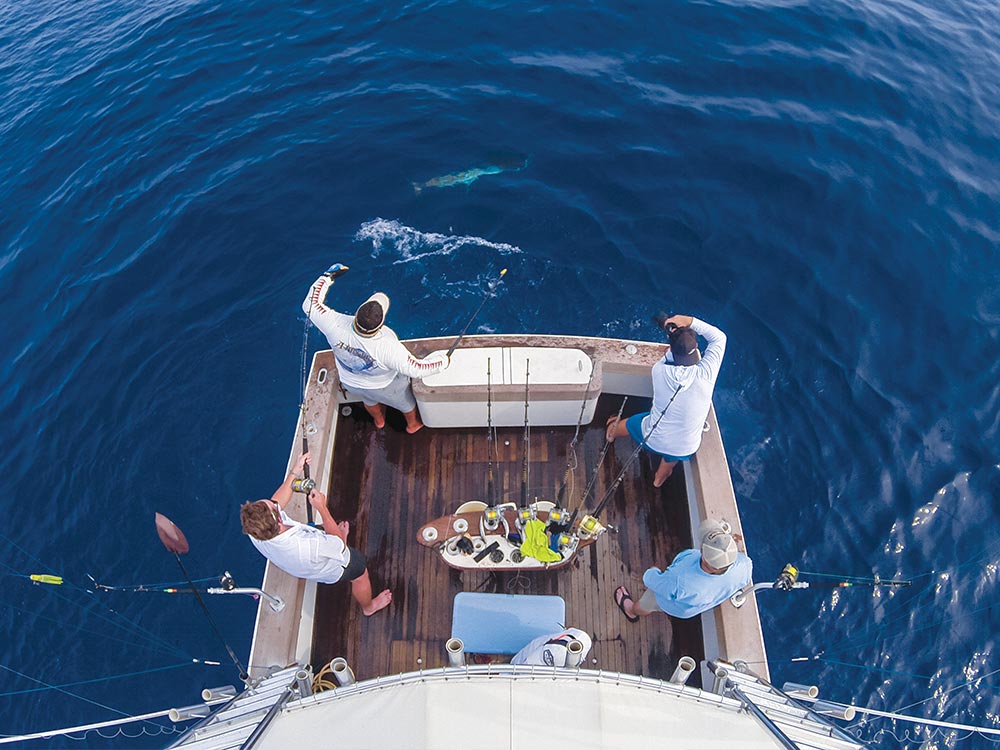 sailfish release