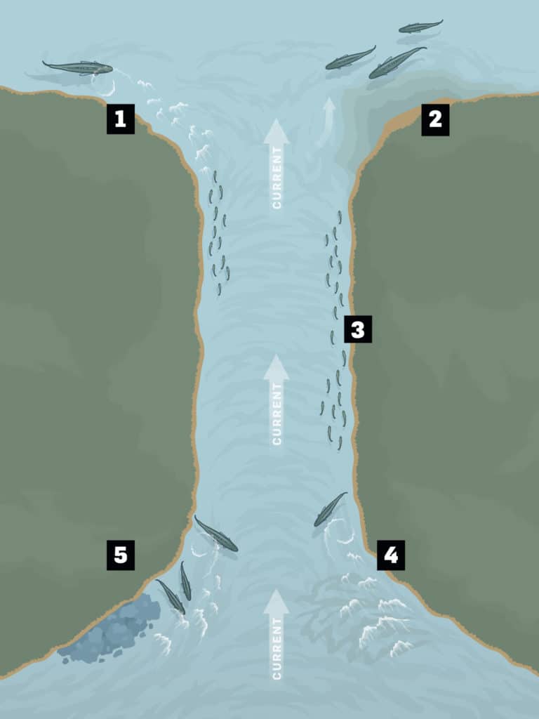 Natural and man-made structure inside inlets and passes break the current and create spots where game fish can comfortably wait in ambush.