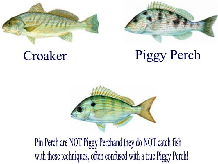 Bait Professionals Use to Consistently Catch Fish While Bay