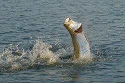 tarpon-fly-fishing-june.jpg