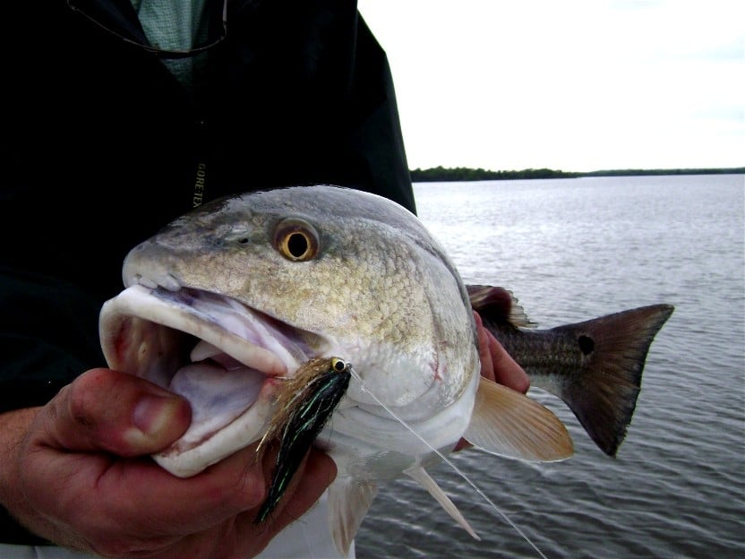 Redfish2.JPG