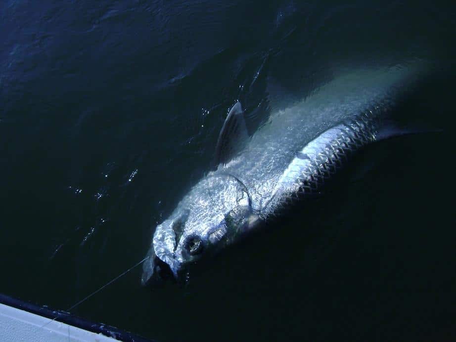 Tarpon_Bill2.JPG