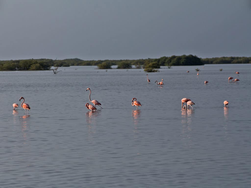 Zapata Peninsula boasts some 175 resident species of birds, and another 65 are seasonal migrants.