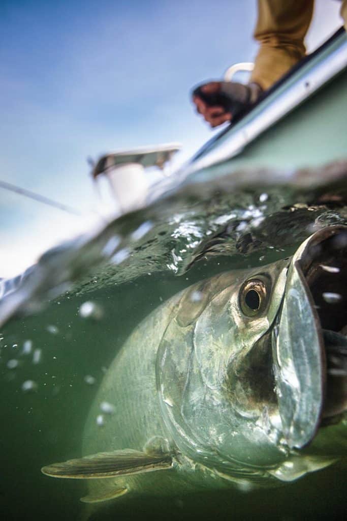 Tarpon Fishing Around Florida