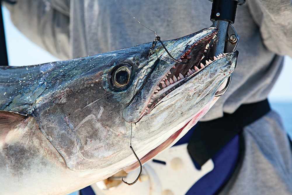 florida-mackerel-fishing-02.jpg