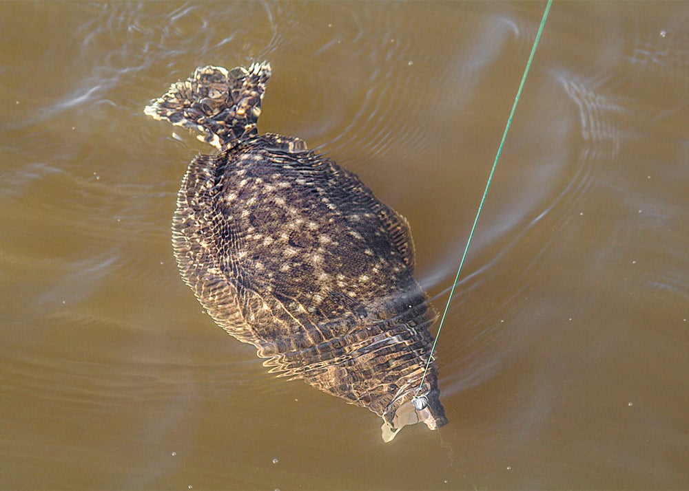 Fall Fishing for Gulf Coast Flounder