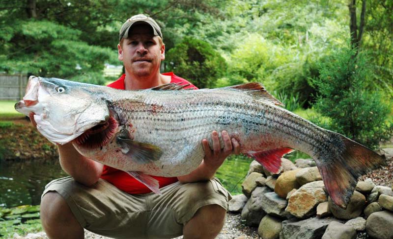 World Record Striped Bass