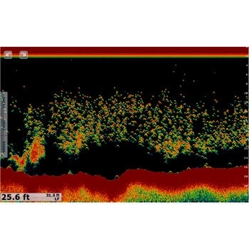 Sonar screen showing fish