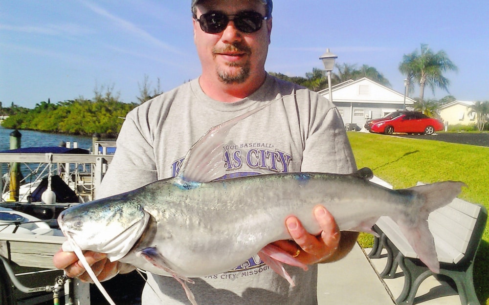 fwc_gafftopsail catfish.jpg