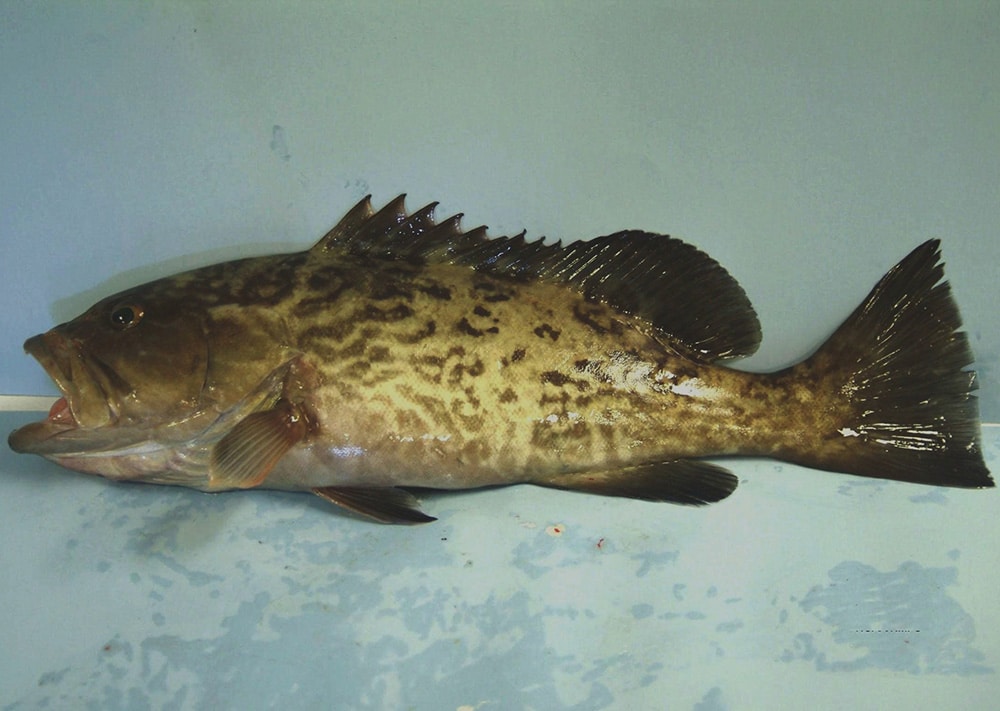 NOAA Gag Grouper