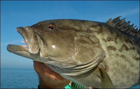 gag grouper