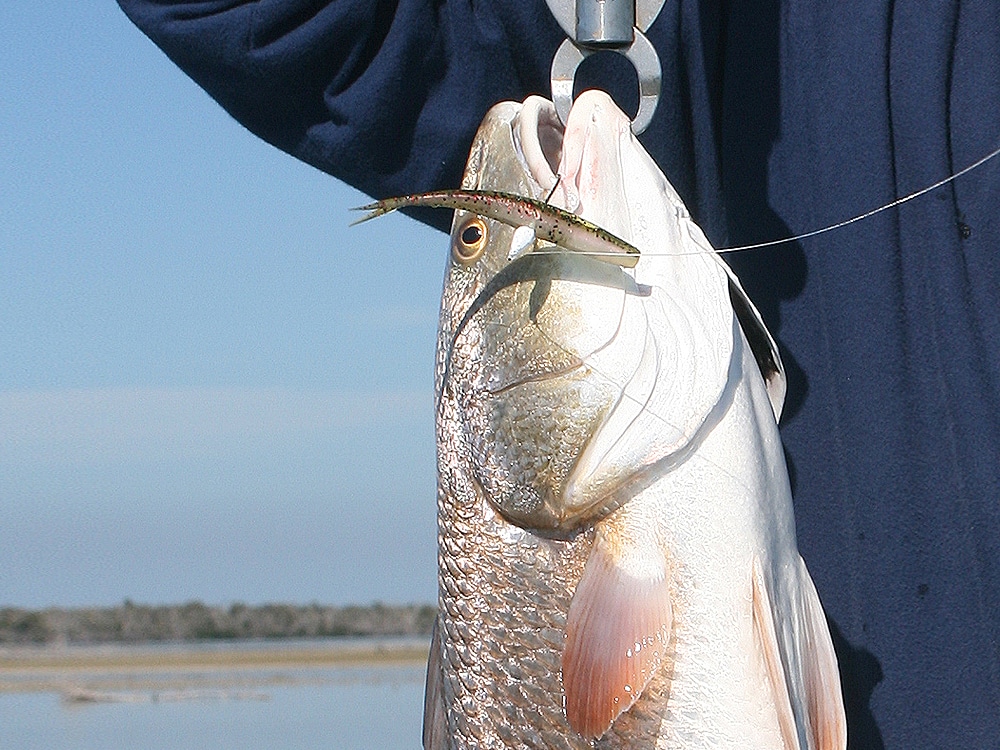 Georgia redfish