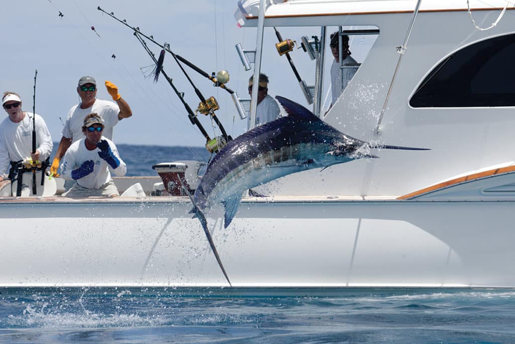 Virgin Islands blue marlin