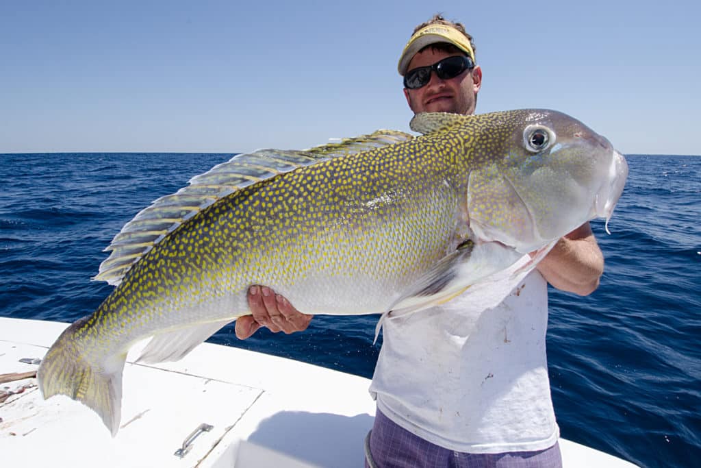 tilefish