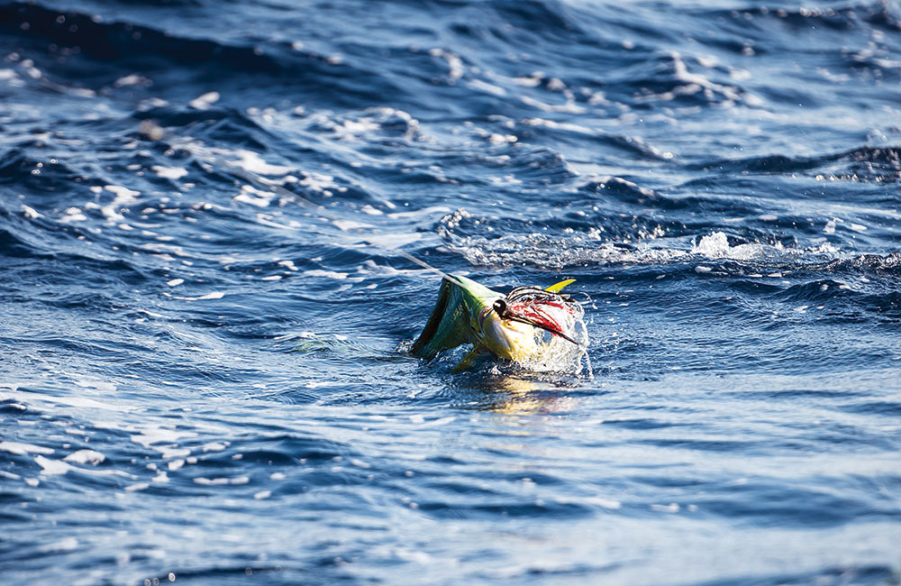 dolphin offshore in Bahamas