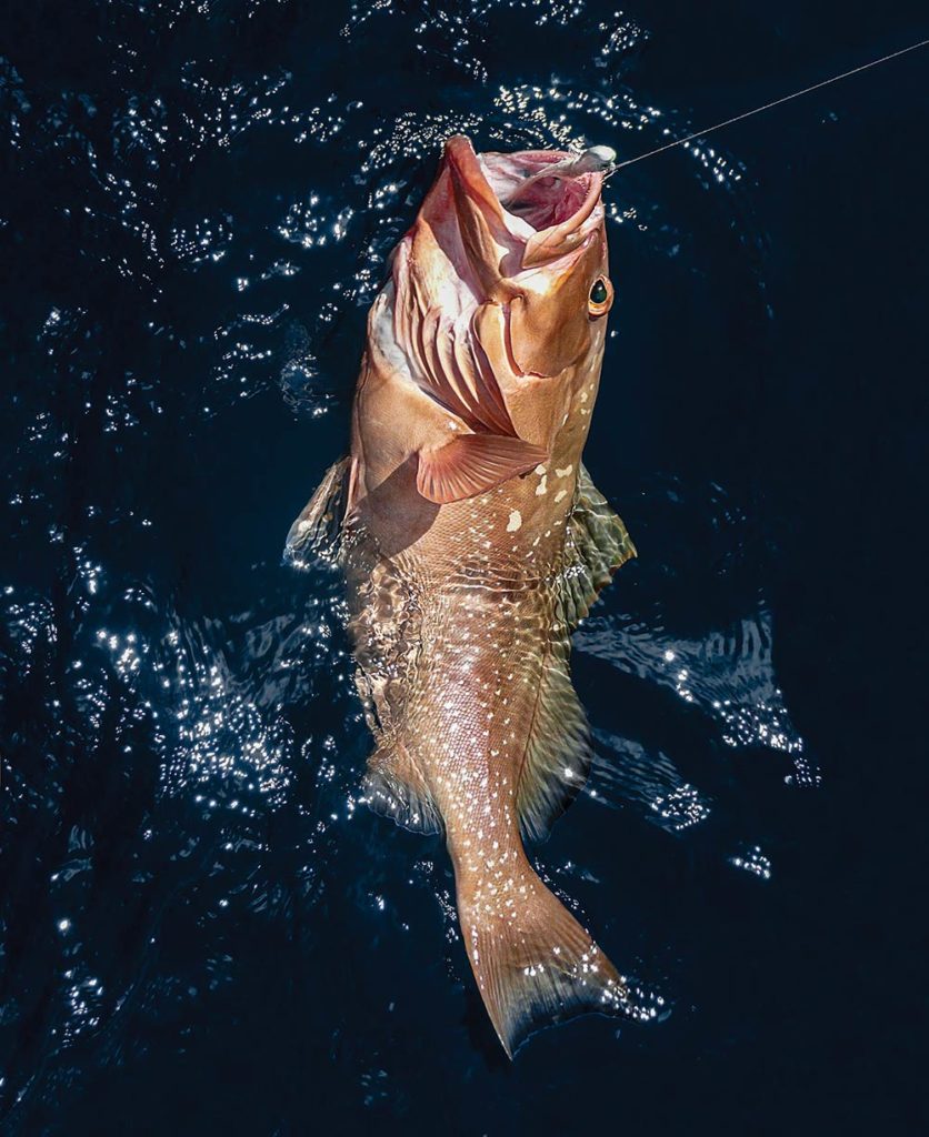 bottomfishing for red grouper
