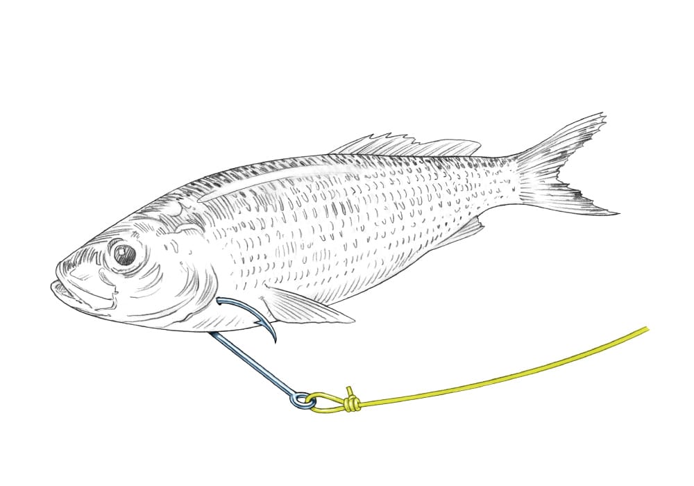 How to Guide a Live Bait