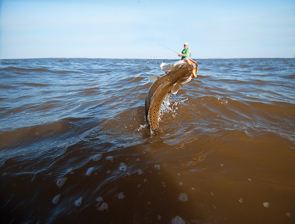 trout jumps out of the water