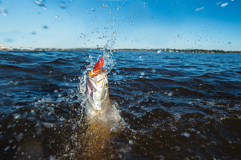 trout fishing