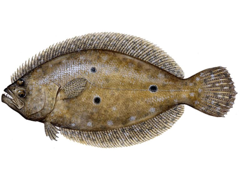Illustration of a Gulf Flounder