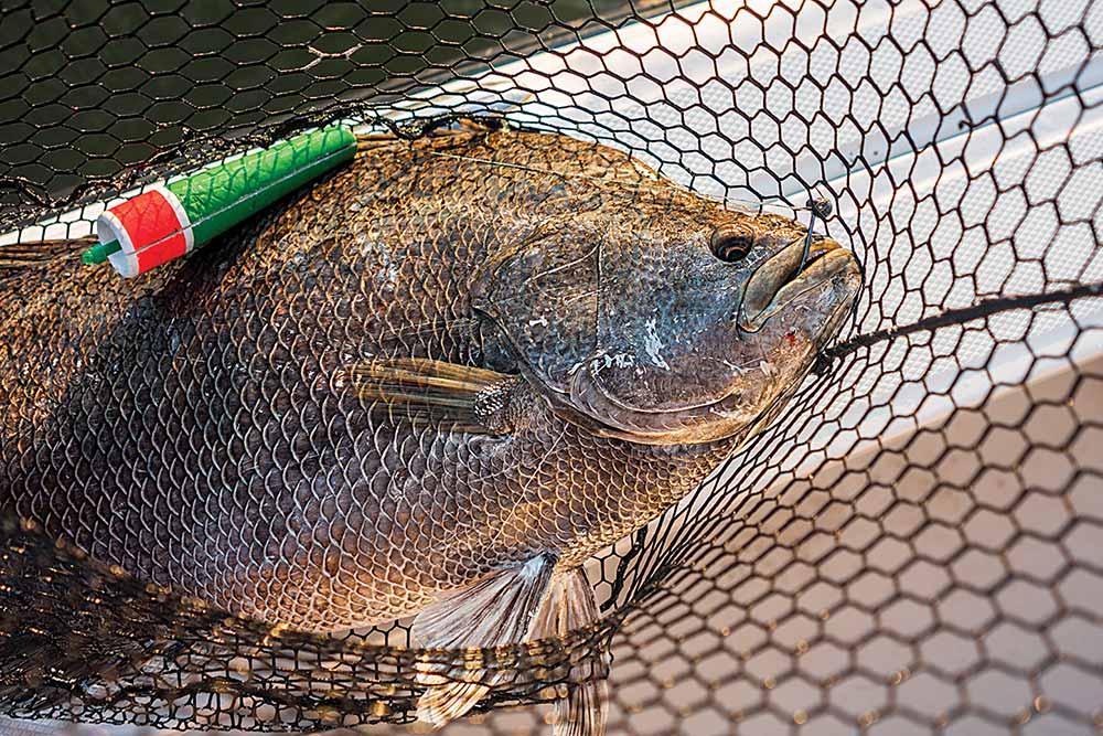 tripletail in Gulf of Mexico