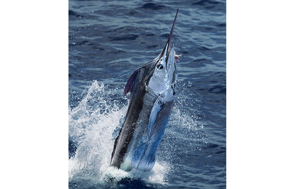 gulf-of-mexico-marlin-01.jpg