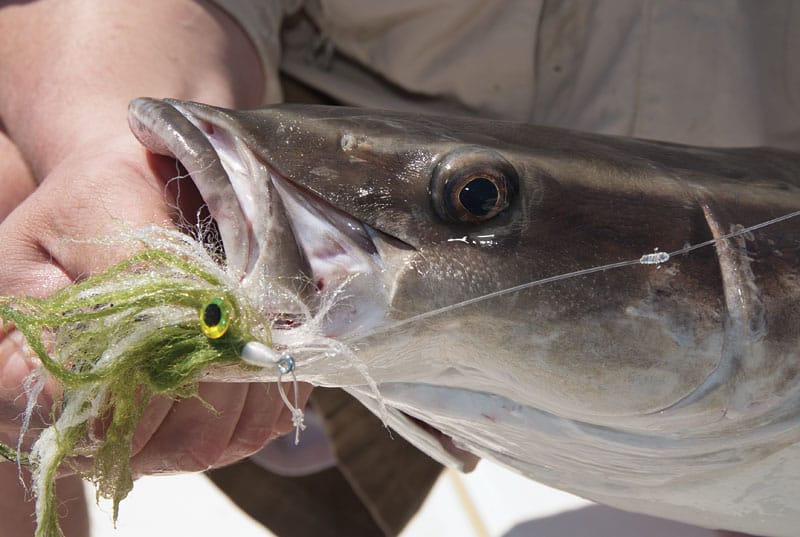 gulf-on-fly-cobia.jpg