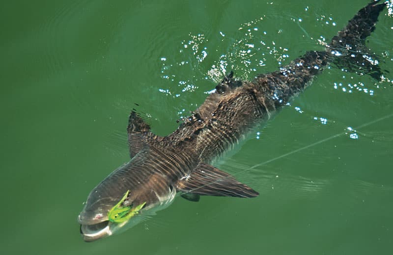 gulf-on-fly-cobia2.jpg