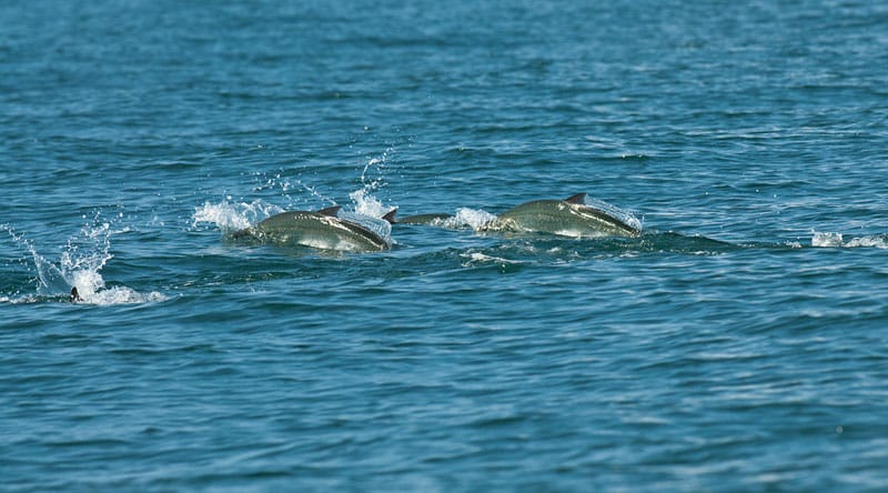 gulf-on-fly-tarpon.jpg