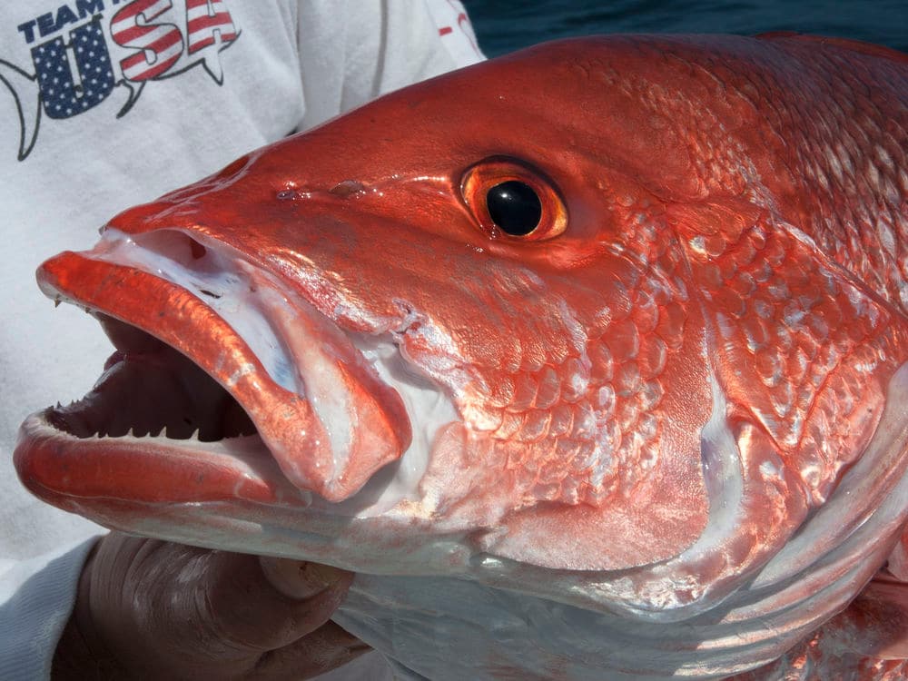 red snapper, Red Snapper Sector Separation, Keep Florida Fishing, Gulf of Mexico Fishery Management Council, American Sportfishing Association