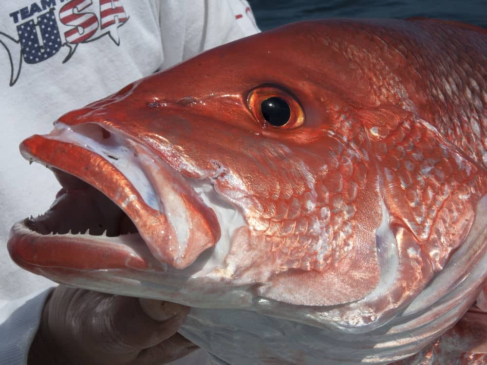 red snapper in Gulf of Mexico