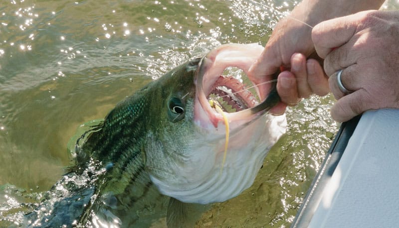 Fly-Fishing for Striped Bass in New York