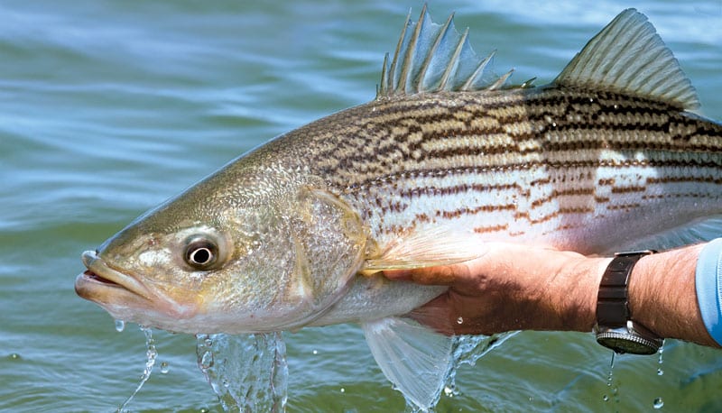 Fly-Fishing for Striped Bass in New York