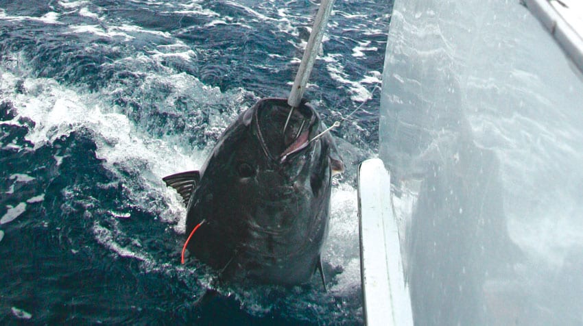 hatteras-tuna-head.jpg