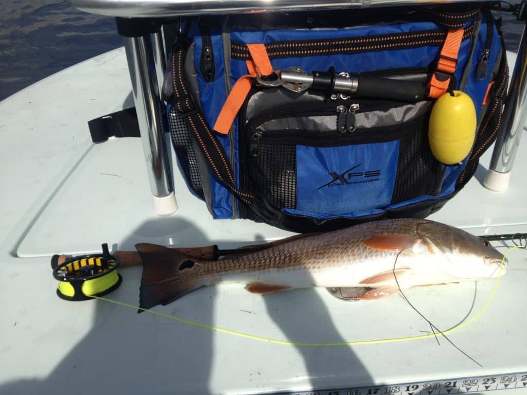 Fly lines with a short head are an advantage when fishing for redfish and other game in close quarters.