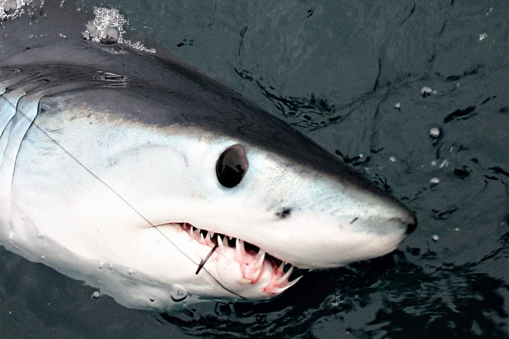 mako shark fishing in California