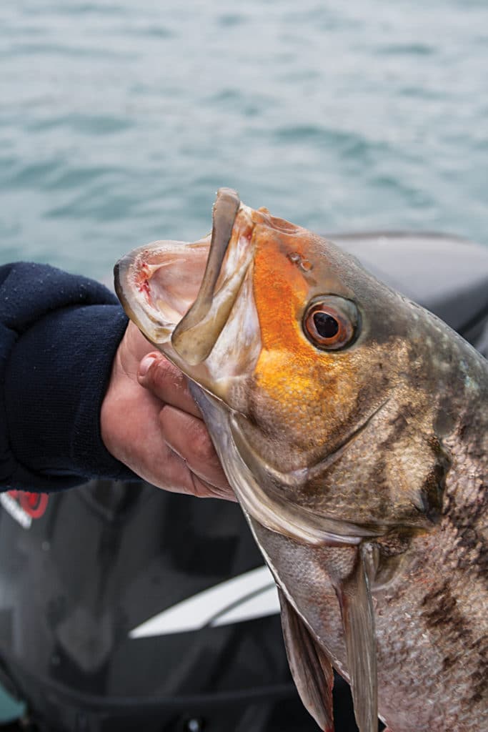 calico bass fishing