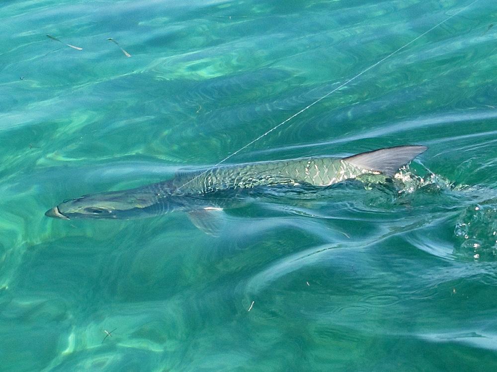 Tarpon on Fly Tutorial - Fighting