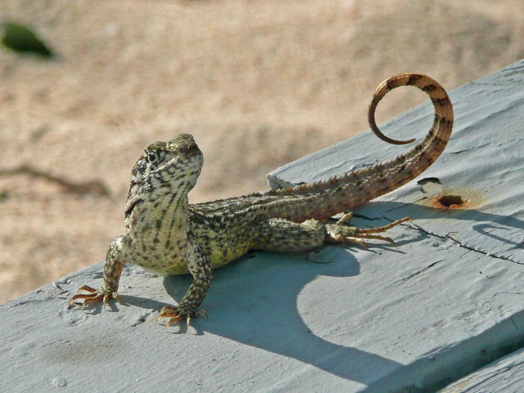 Curly tail iguanas are plentiful on Elbow Cay and many other Bahamian islands.