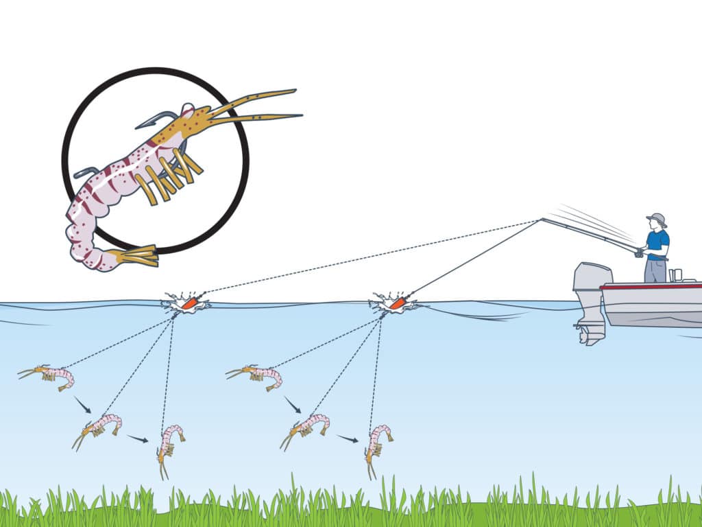Tie on the shrimp lure directly to your line to imitate the crustacean's natural swimming action.