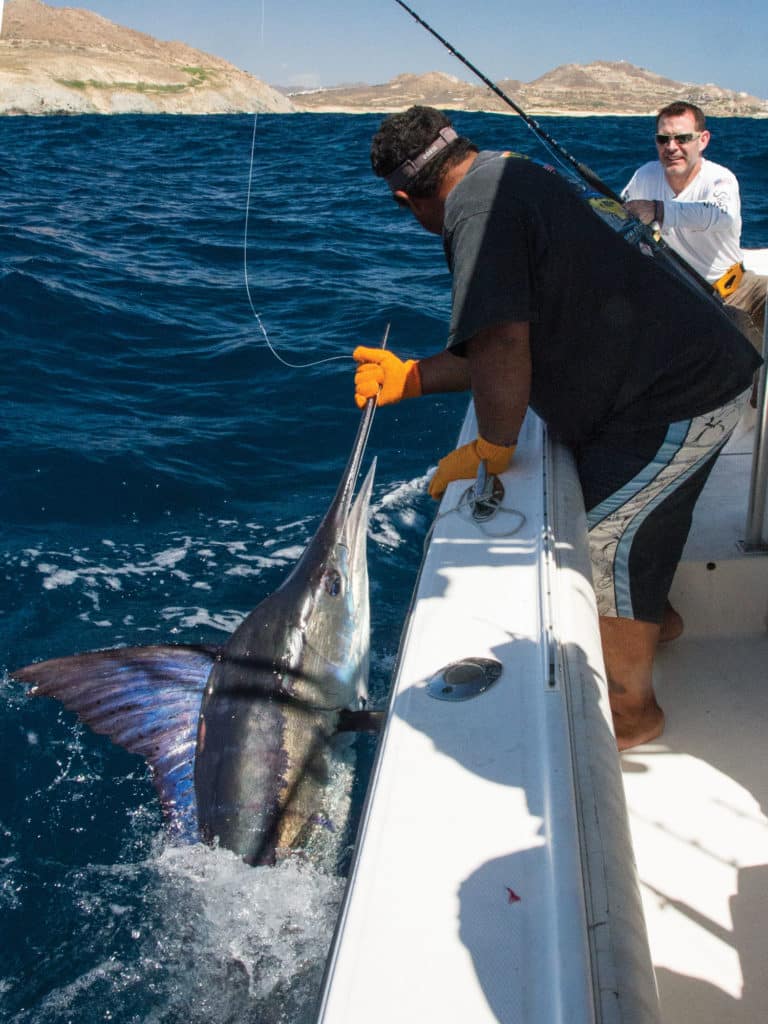 Striped Marlin Fishing Baja, Mexico