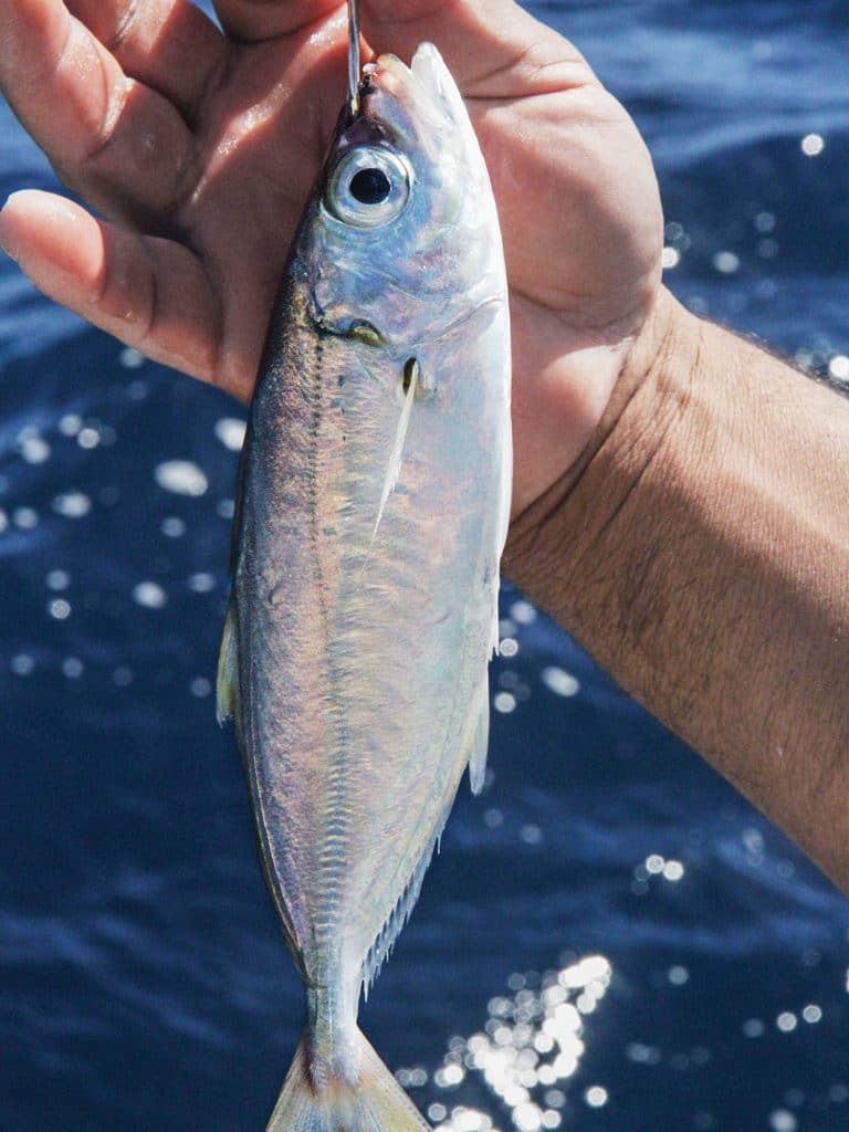 Striped Marlin Fishing Baja, Mexico