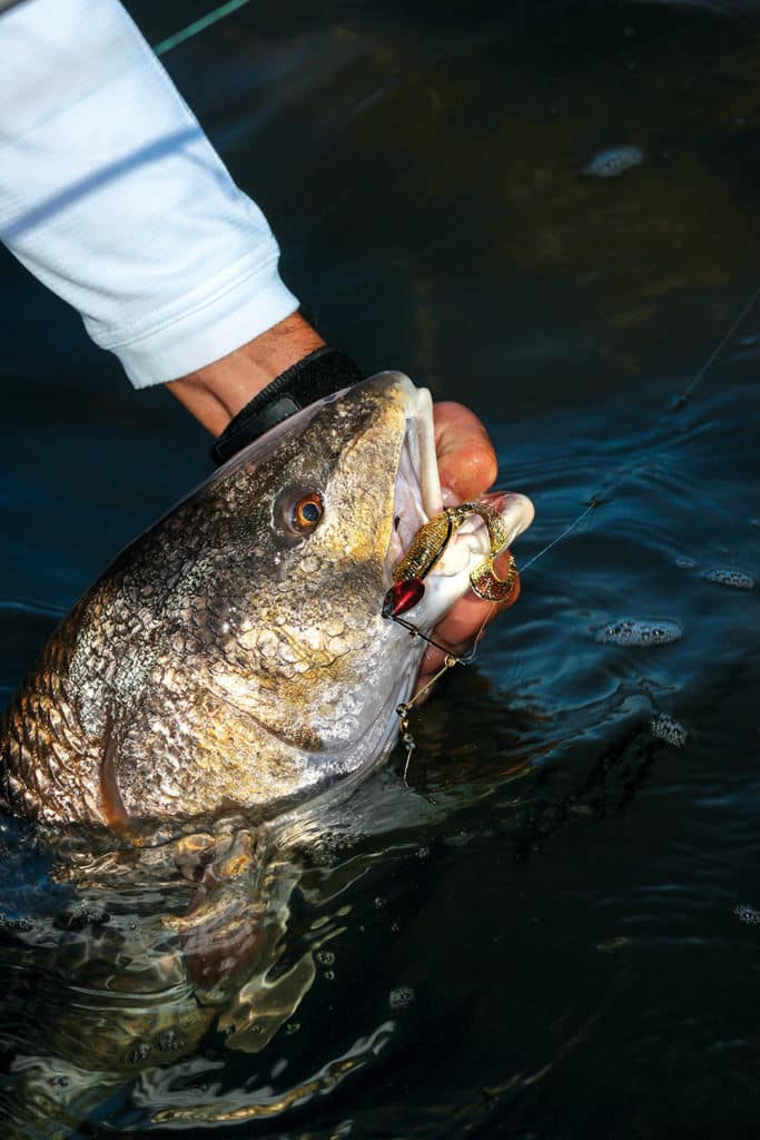 Redfish using spinnerbaits