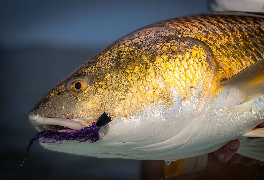 Bull redfish are not too particular about the flies they strike.