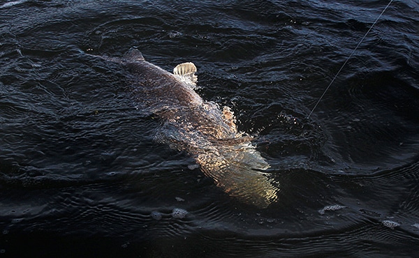 Redfish Mosquito Lagoon - 6