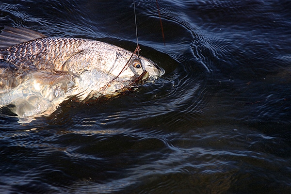 Redfish Mosquito Lagoon - 5