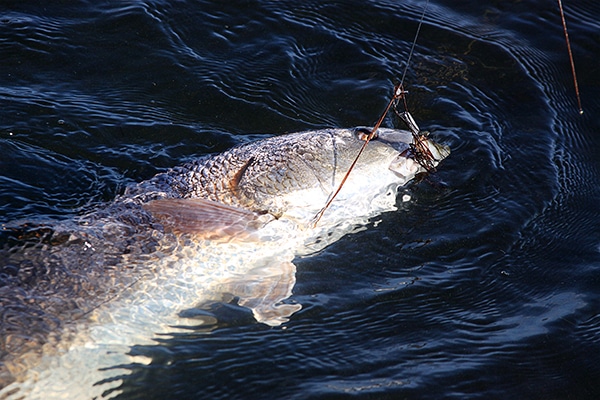 Redfish Mosquito Lagoon - 2